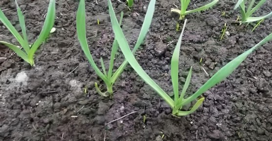 ����� �� ������: ��� ��������� ���������� ������ ��� �������� ������