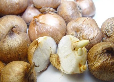 ������� ��������� �������� ���������� ������