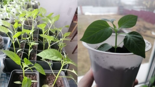 ��� �������� �����: ������� ��������� ����� � �����