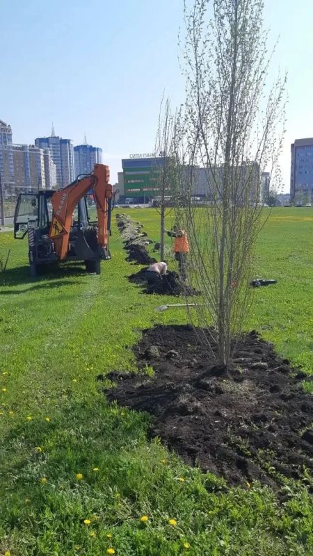 В Саранске продолжается озеленение улицы Волгоградской. В Саранске продолжается озеленение улицы Волгоградской.