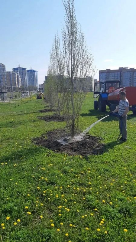 В Саранске продолжается озеленение улицы Волгоградской. В Саранске продолжается озеленение улицы Волгоградской.