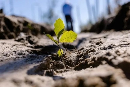 10 мая отмечается Всероссийский день посадки леса