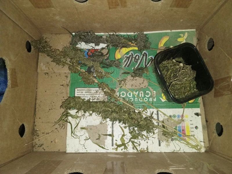 Житель Мордовии признан виновным в незаконном хранении почти 90 граммов марихуаны Житель Мордовии признан виновным в незаконном хранении почти 90 граммов марихуаны