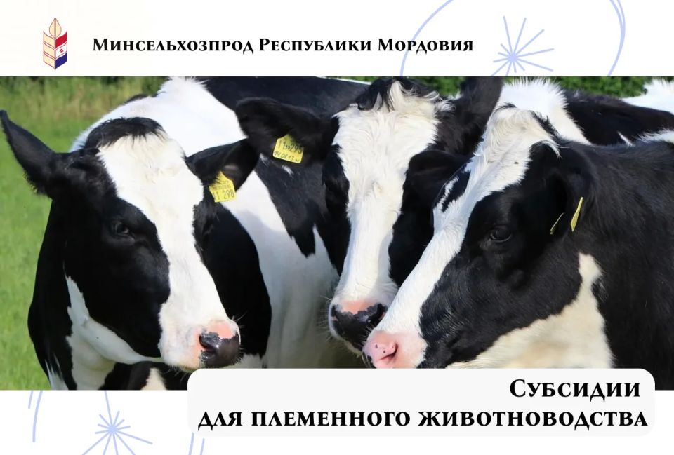 С 29 мая в Мордовии стартует прием заявок на субсидии для племенного животноводства