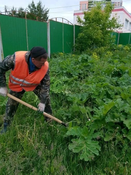 В Саранске продолжается работа по покосу борщевика Сосновского
