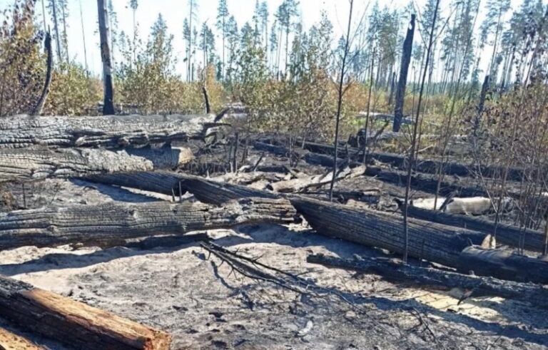 В Мордовии продолжают тушить пожар в заповеднике им. Смидовича в Темниковском районе