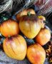 Вкусные открытия: томат Ананасный Сержант