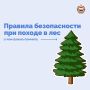 Лес – это не только красота и свежий воздух, но и место, требующее бдительности