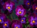 ������� �����, ������� ��������� ������: �������� ���������� �������� ��� �����