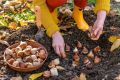 Осенние секреты успешной посадки луковичных: советы для садоводов