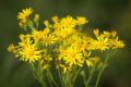 ������ ������� ������ �� � ��� ���������