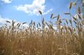 Синоптики прогнозируют в Мордовии дожди и грозы