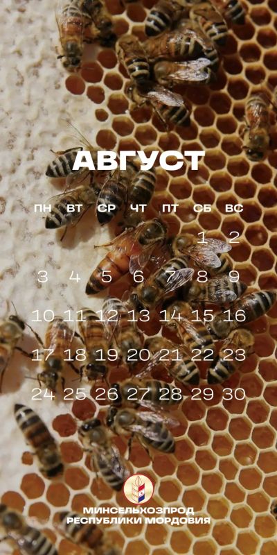 Август – пора урожая. В Мордовии идет уборочная кампания Август – пора урожая. В Мордовии идет уборочная кампания
