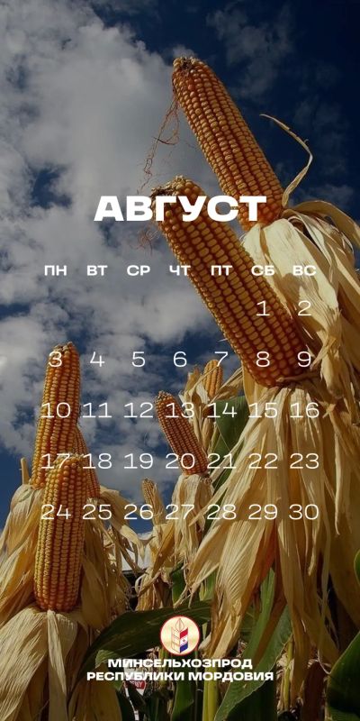 Август – пора урожая. В Мордовии идет уборочная кампания Август – пора урожая. В Мордовии идет уборочная кампания