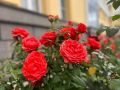 Эти выходные в Мордовии обещают быть довольно комфортными