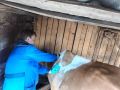 Плановая вакцинация крупного рогатого скота против бешенства