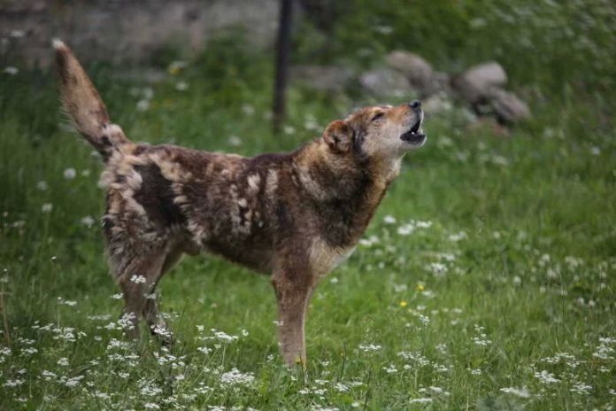 919 человек пострадали от нападения собак в Мордовии за девять месяцев этого года