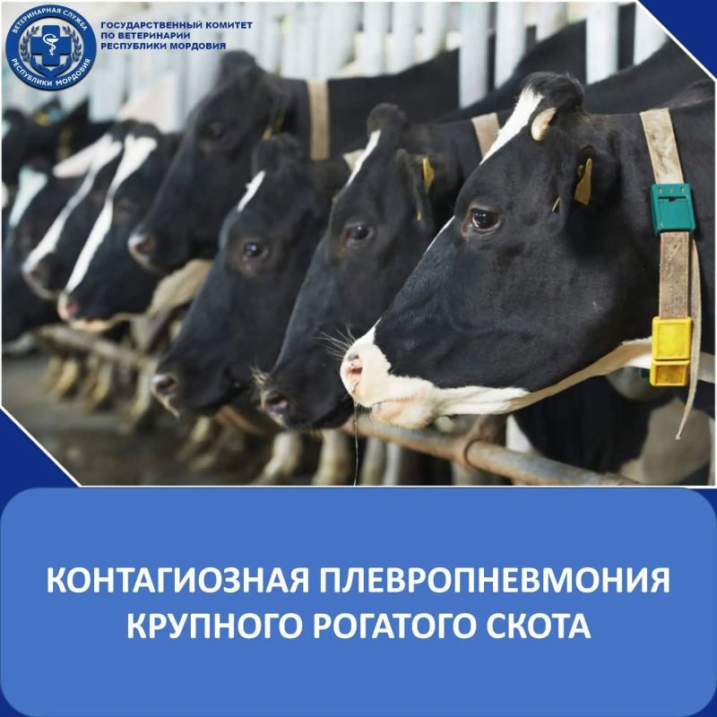 КОНТАГИОЗНАЯ ПЛЕВРОПНЕВМОНИЯ КРС: УГРОЗА И МЕРЫ ЗАЩИТЫ