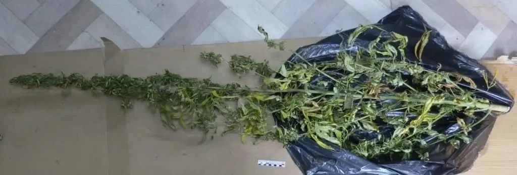 Почти 300 граммов марихуаны обнаружили оперативники уголовного розыска ММО МВД России «Торбеевский» на чердаке сарая местного жителя Почти 300 граммов марихуаны обнаружили оперативники уголовного розыска ММО МВД России «Торбеевский» на чердаке сарая местного жителя