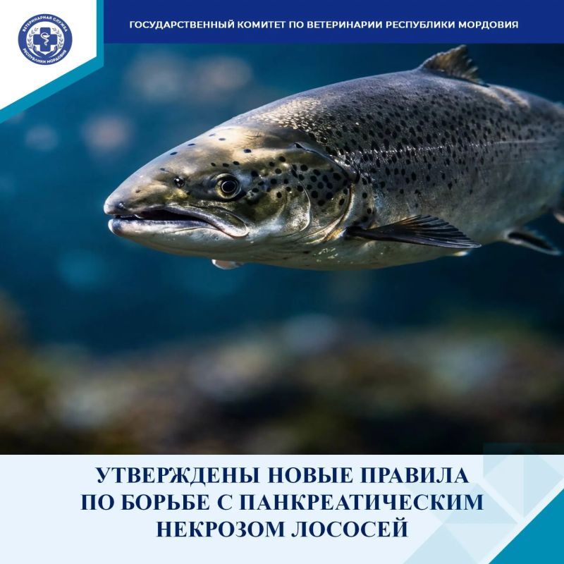 С 1 марта 2027 года в России начнут действовать новые ветеринарные правила по профилактике, диагностике и ликвидации очагов инфекционного некроза поджелудочной железы лососевых рыб (ИНПЖ)